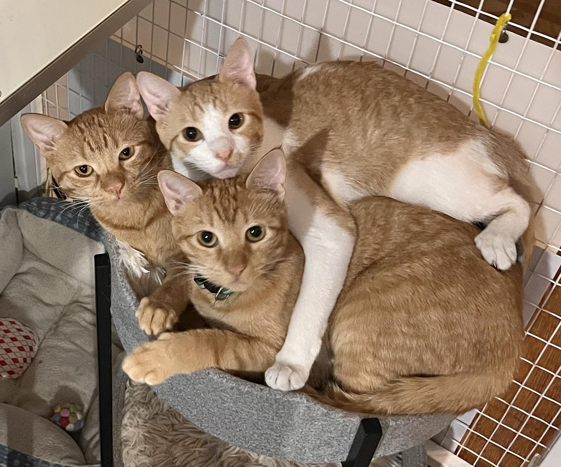 Enlarge Butterscotch, a Adoptable Tabby in Parkville, MO image 5/6