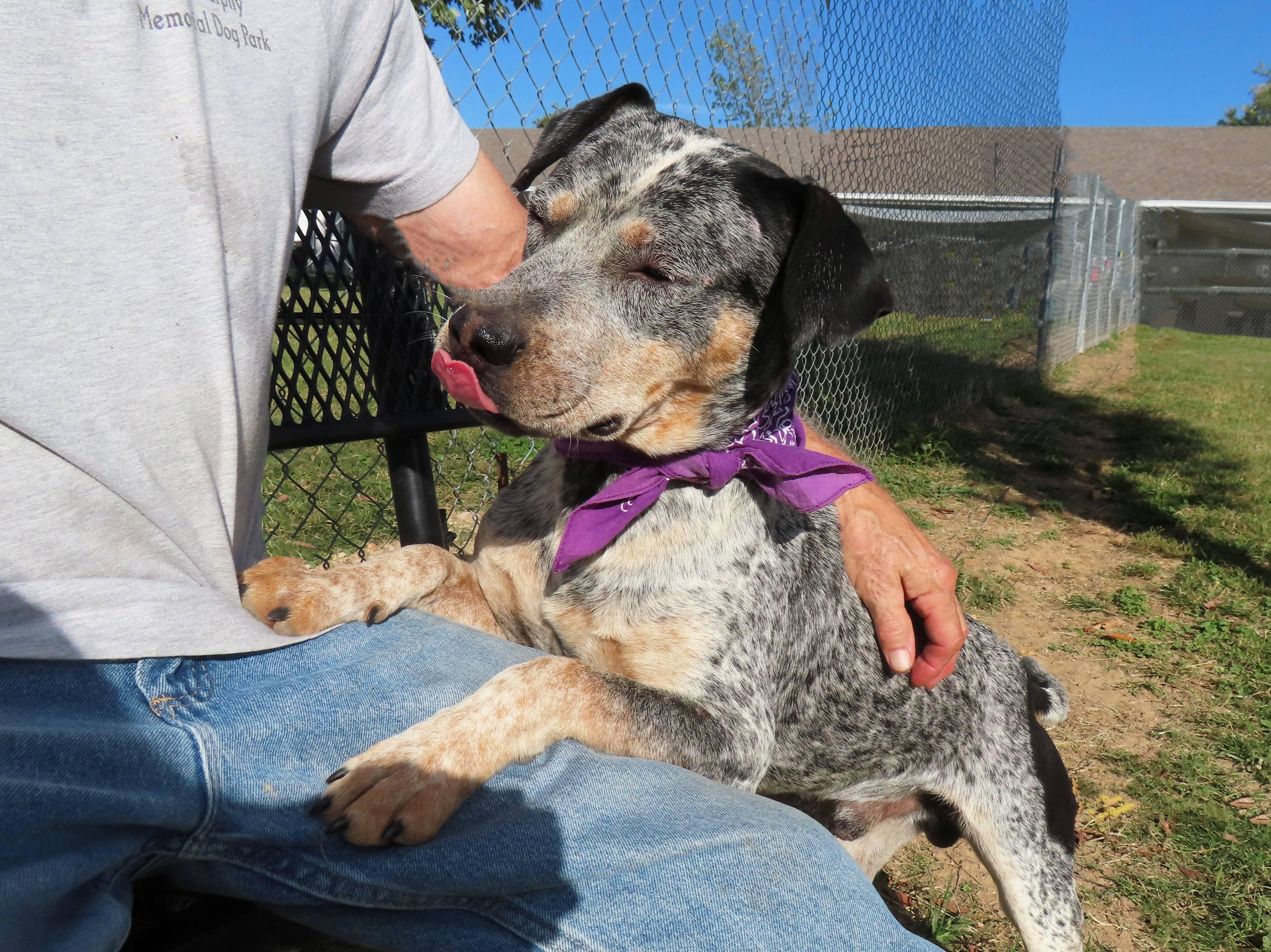 Enlarge Sajan  25C-261C, an adopted mixed breed in Rogers, AR image 1/5