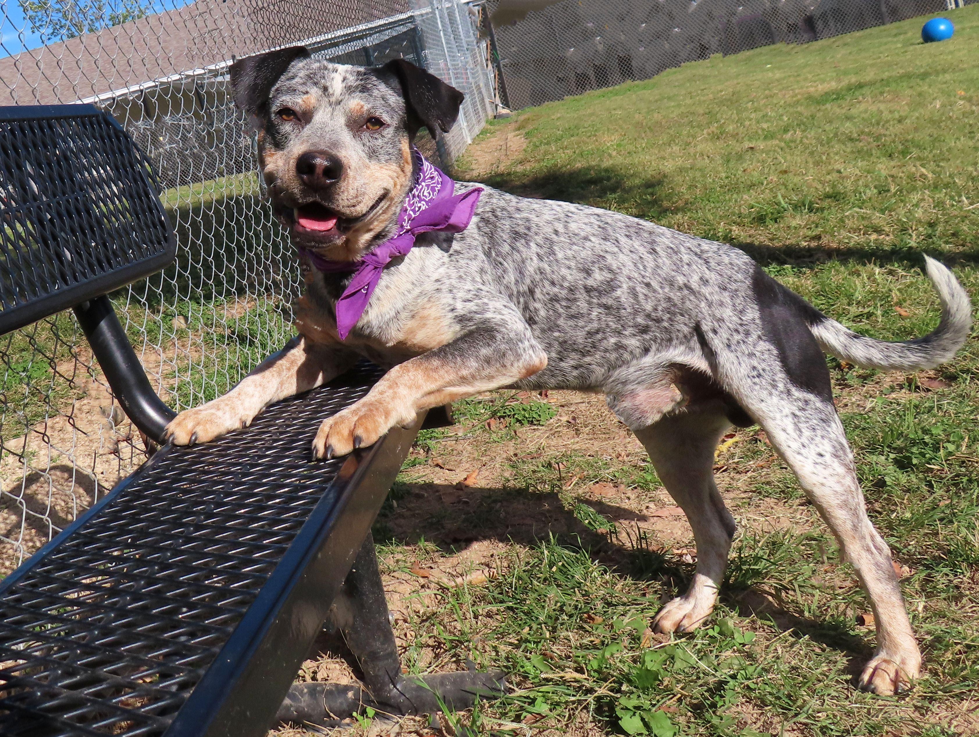 Enlarge Sajan  25C-261C, an adopted mixed breed in Rogers, AR image 2/5