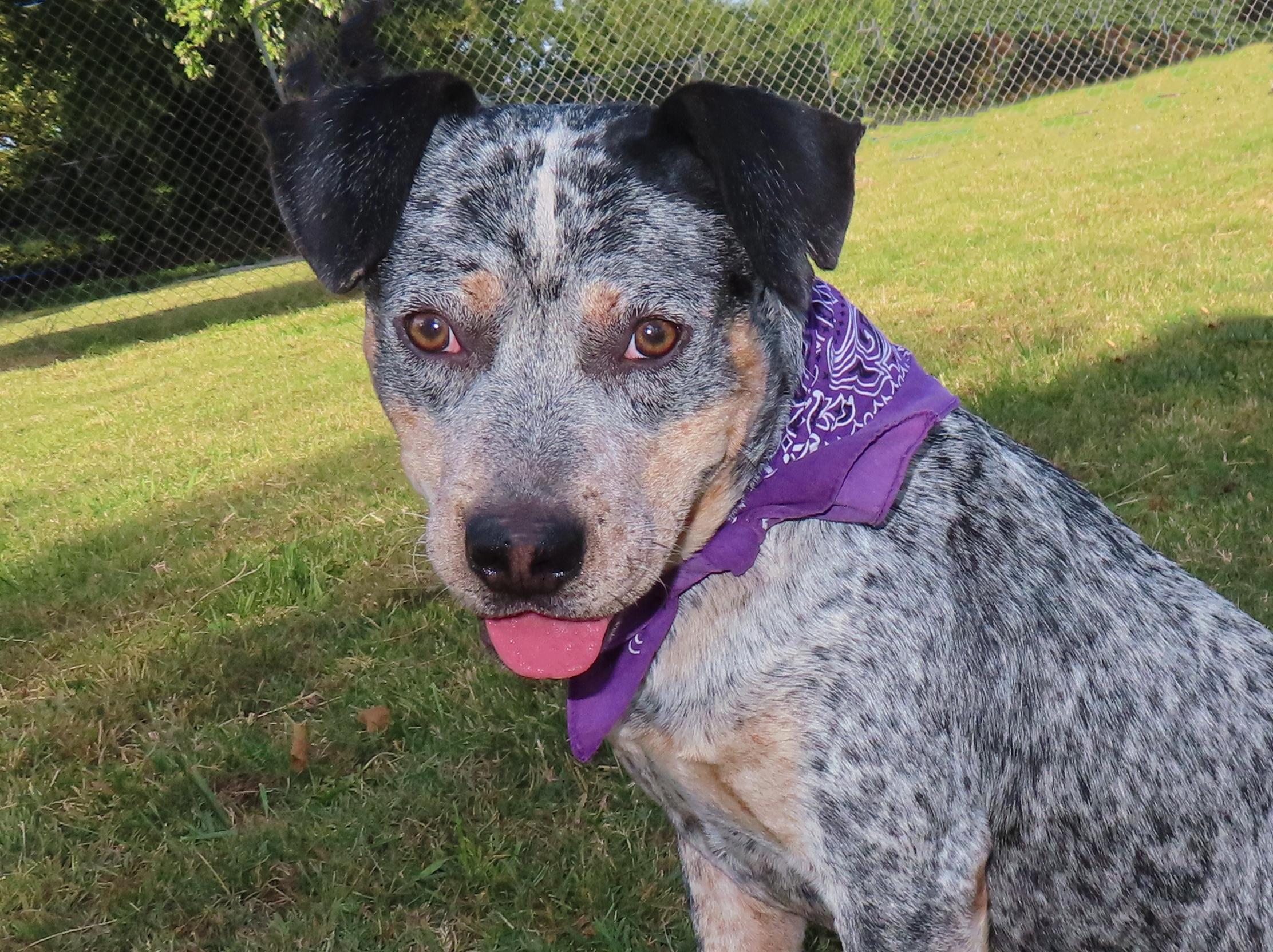 Enlarge Sajan  25C-261C, an adopted mixed breed in Rogers, AR image 3/5