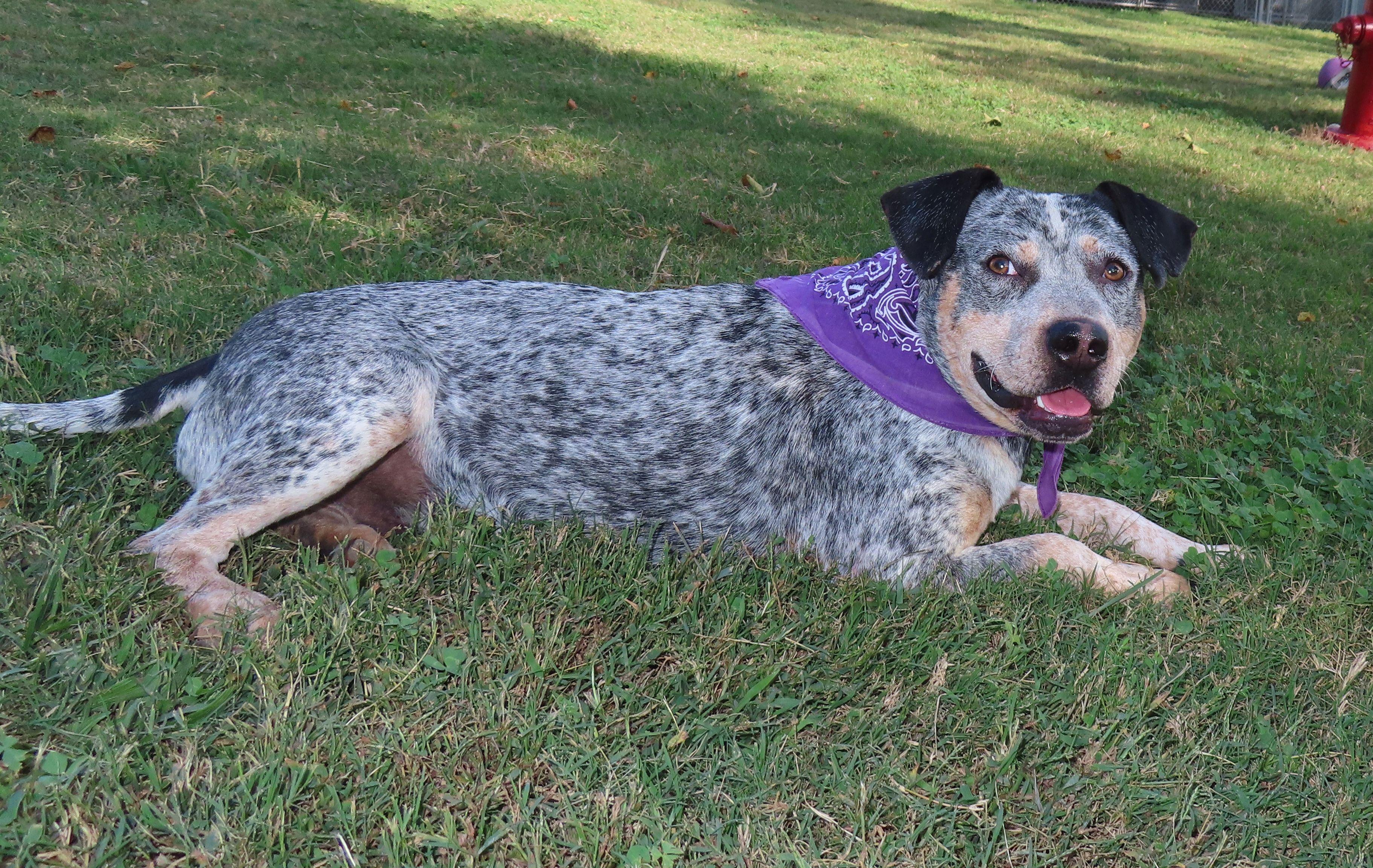 Enlarge Sajan  25C-261C, an adopted mixed breed in Rogers, AR image 4/5