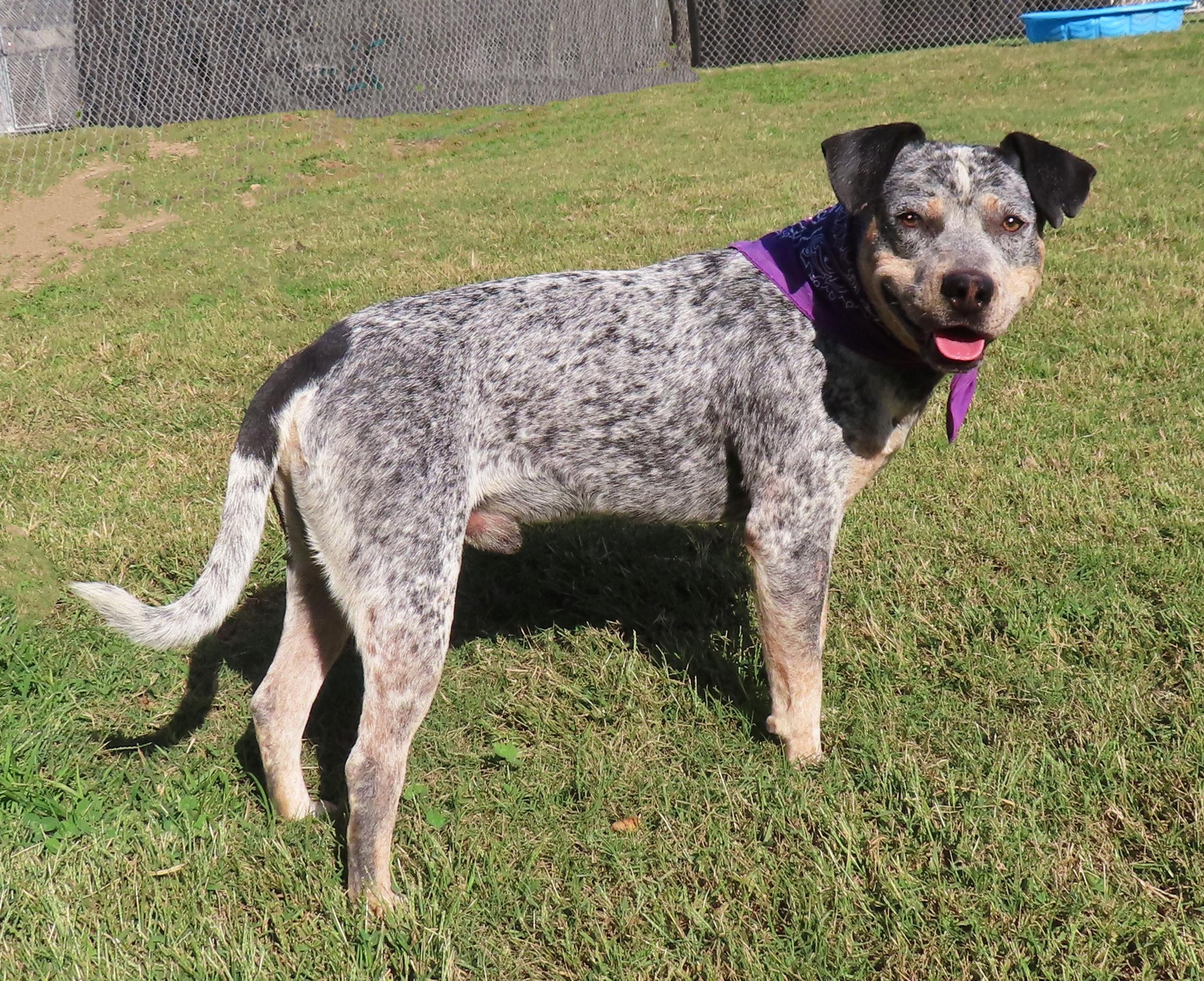 Enlarge Sajan  25C-261C, an adopted mixed breed in Rogers, AR image 5/5