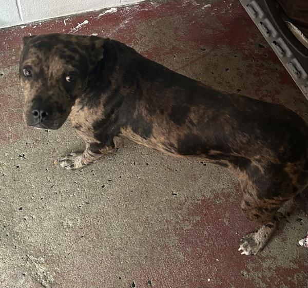 Dougie Fresh, Adoptable, Young Male Pit Bull Terrier.