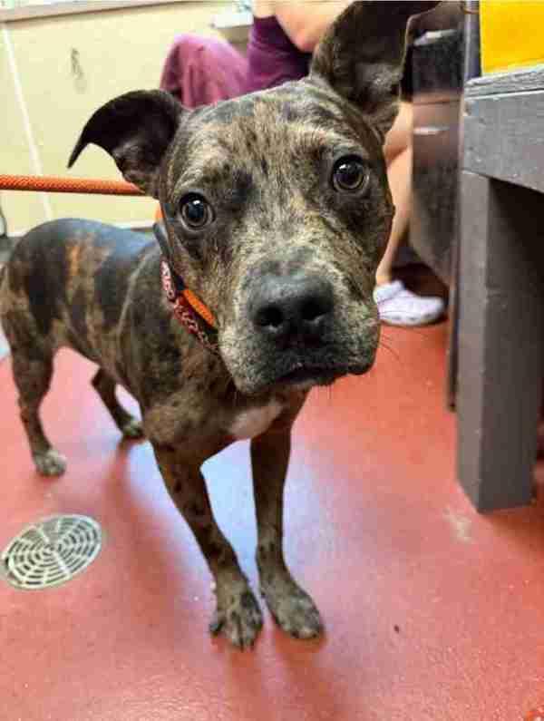 Dougie Fresh, Adoptable, Young Male Pit Bull Terrier.