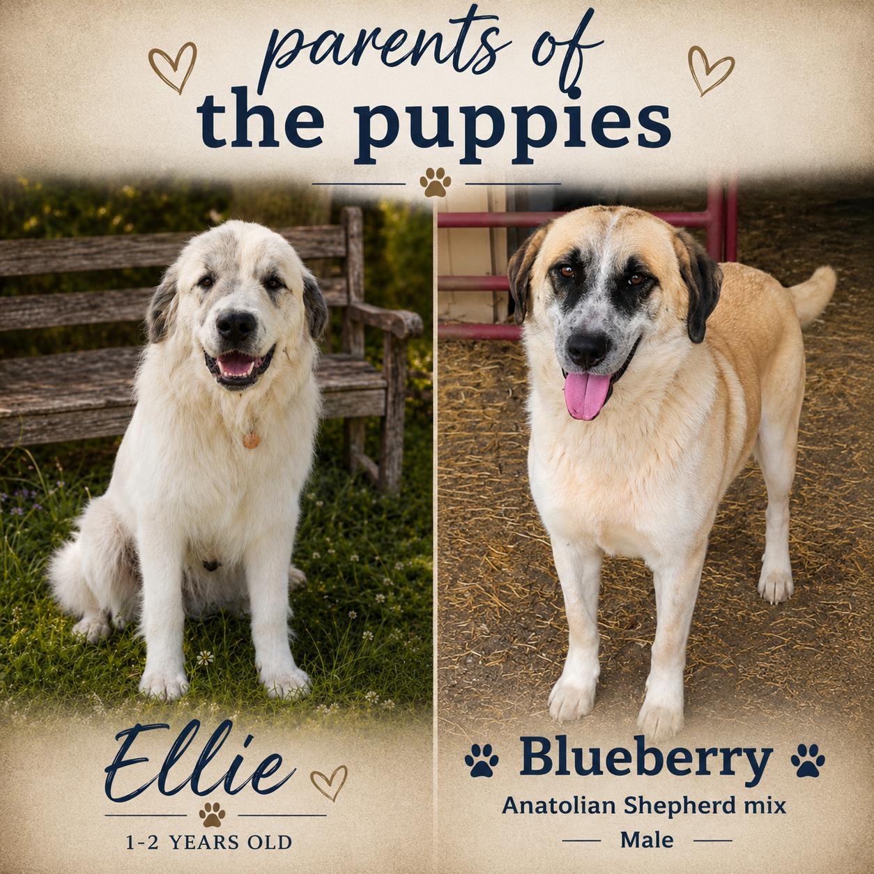Enlarge Atlas, a Adoptable mixed breed in Chickamauga, GA image 4/6