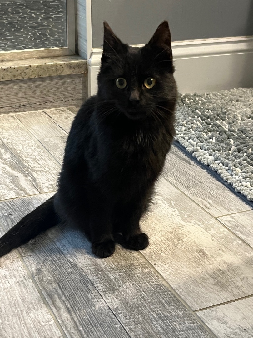 Cat for adoption Martin the miracle kitten , a Domestic Short Hair in