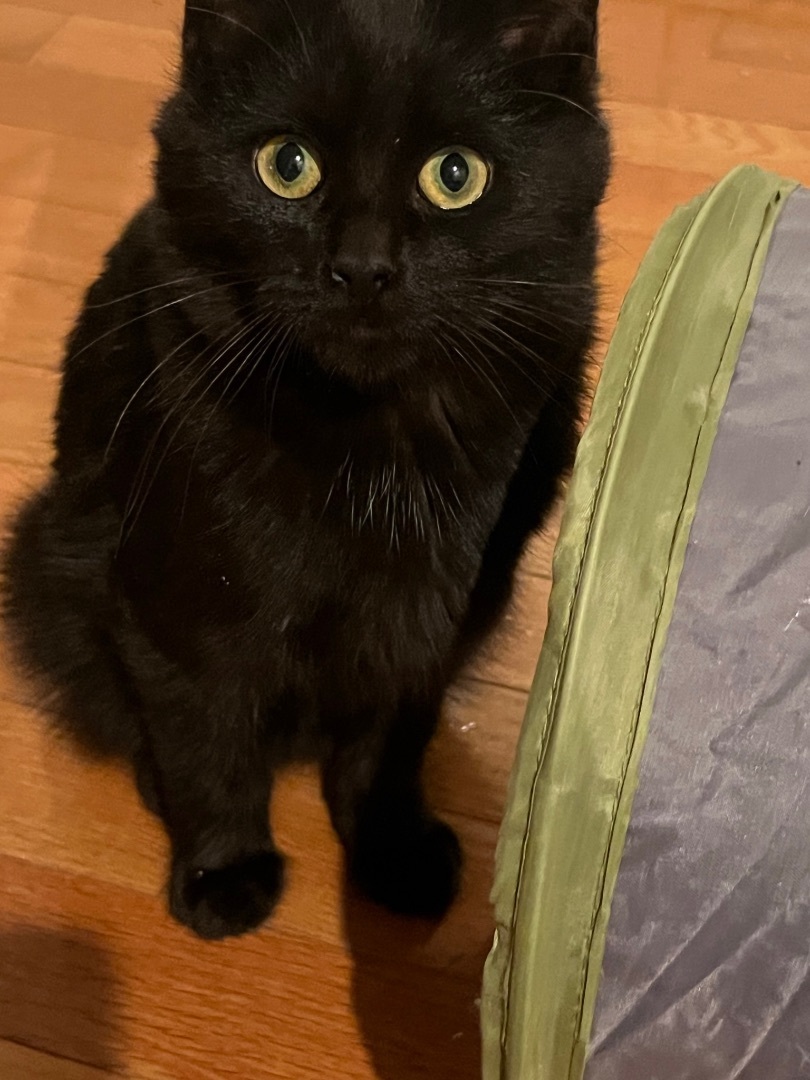 Cat for adoption Martin the miracle kitten , a Domestic Short Hair in