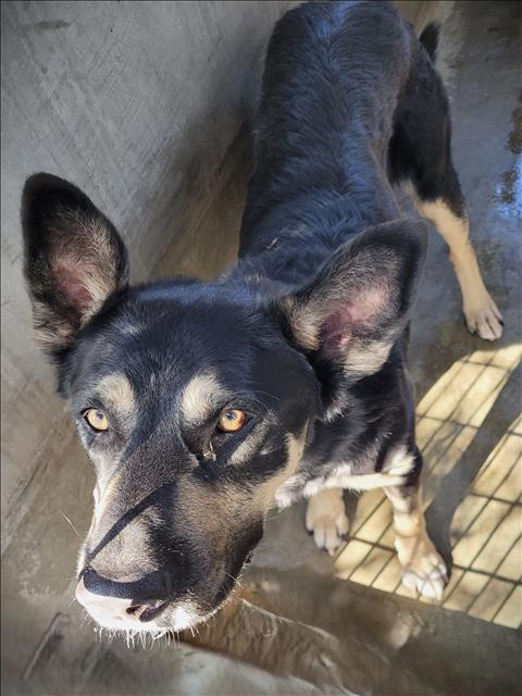 DOLIVER, Adoptable, Adult Male German Shepherd Dog & Mixed Breed.