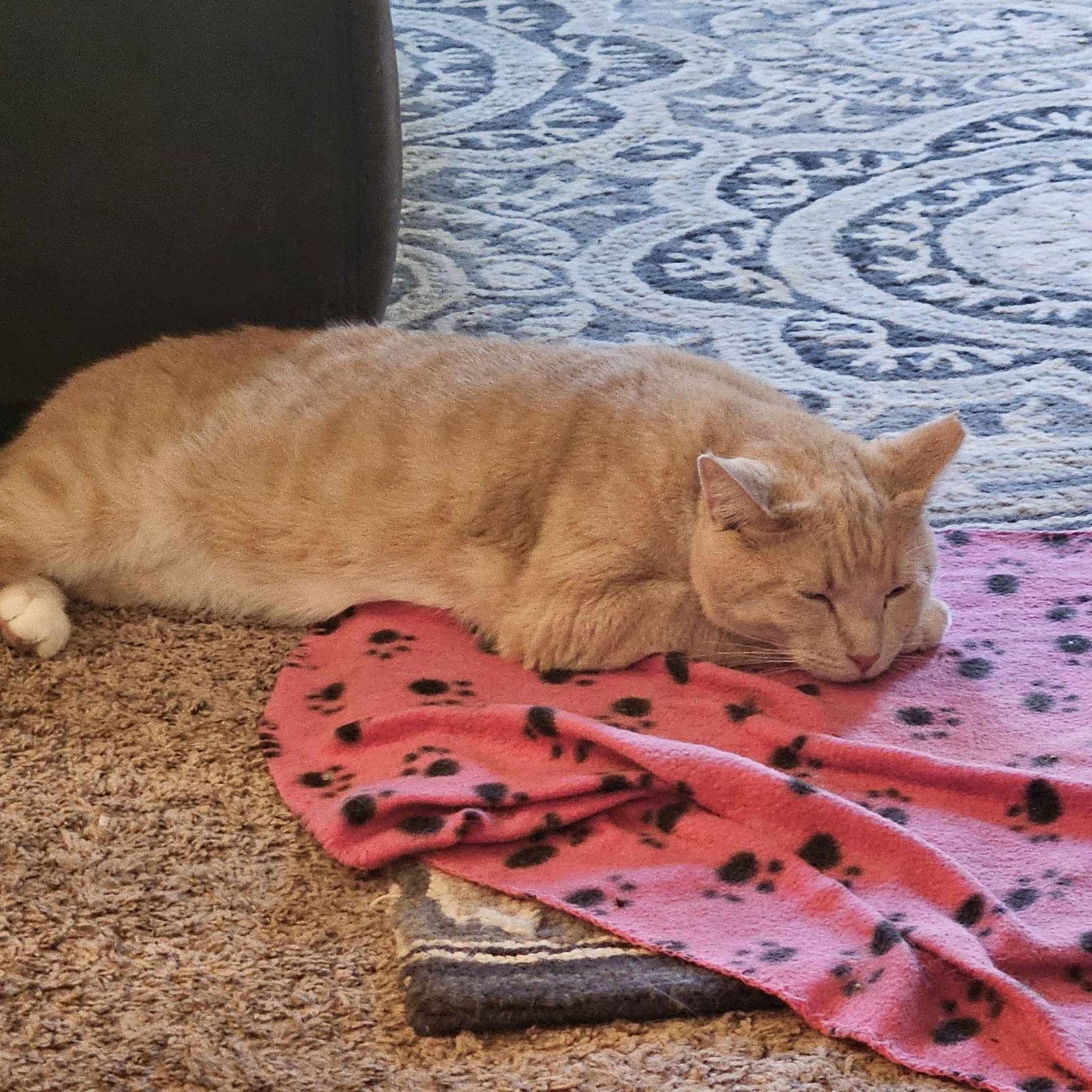 Leo, a Adoptable Domestic Short Hair in Crystal, MN image 1/2