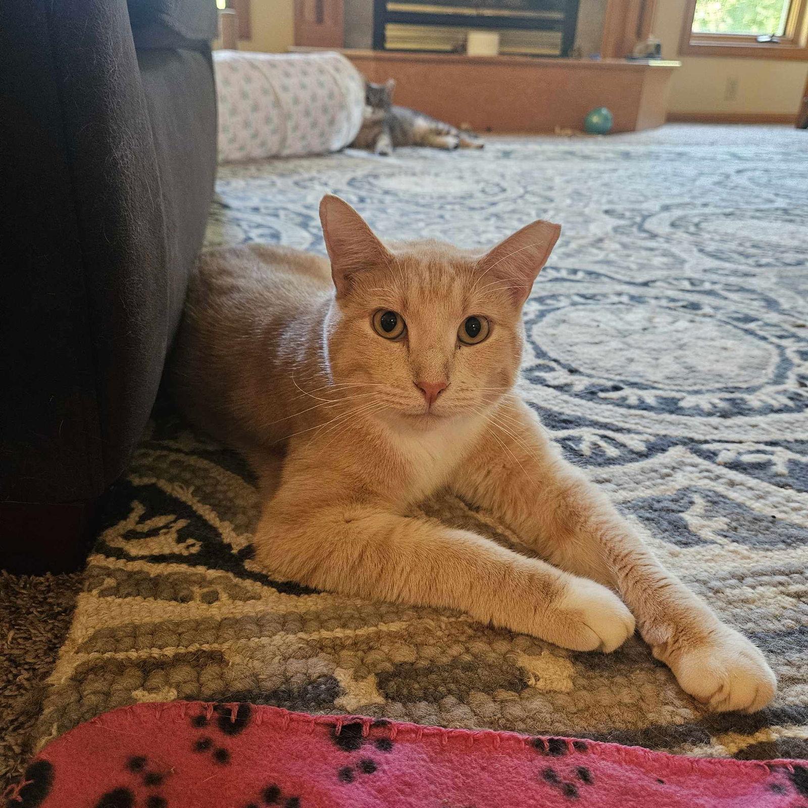 Leo, a Adoptable Domestic Short Hair in Crystal, MN image 2/2