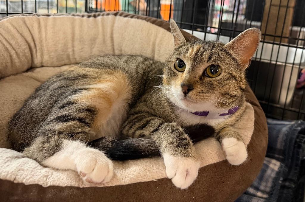 Enlarge Daisy Duke, a Adoptable mixed breed in Lancaster, PA image 1/1