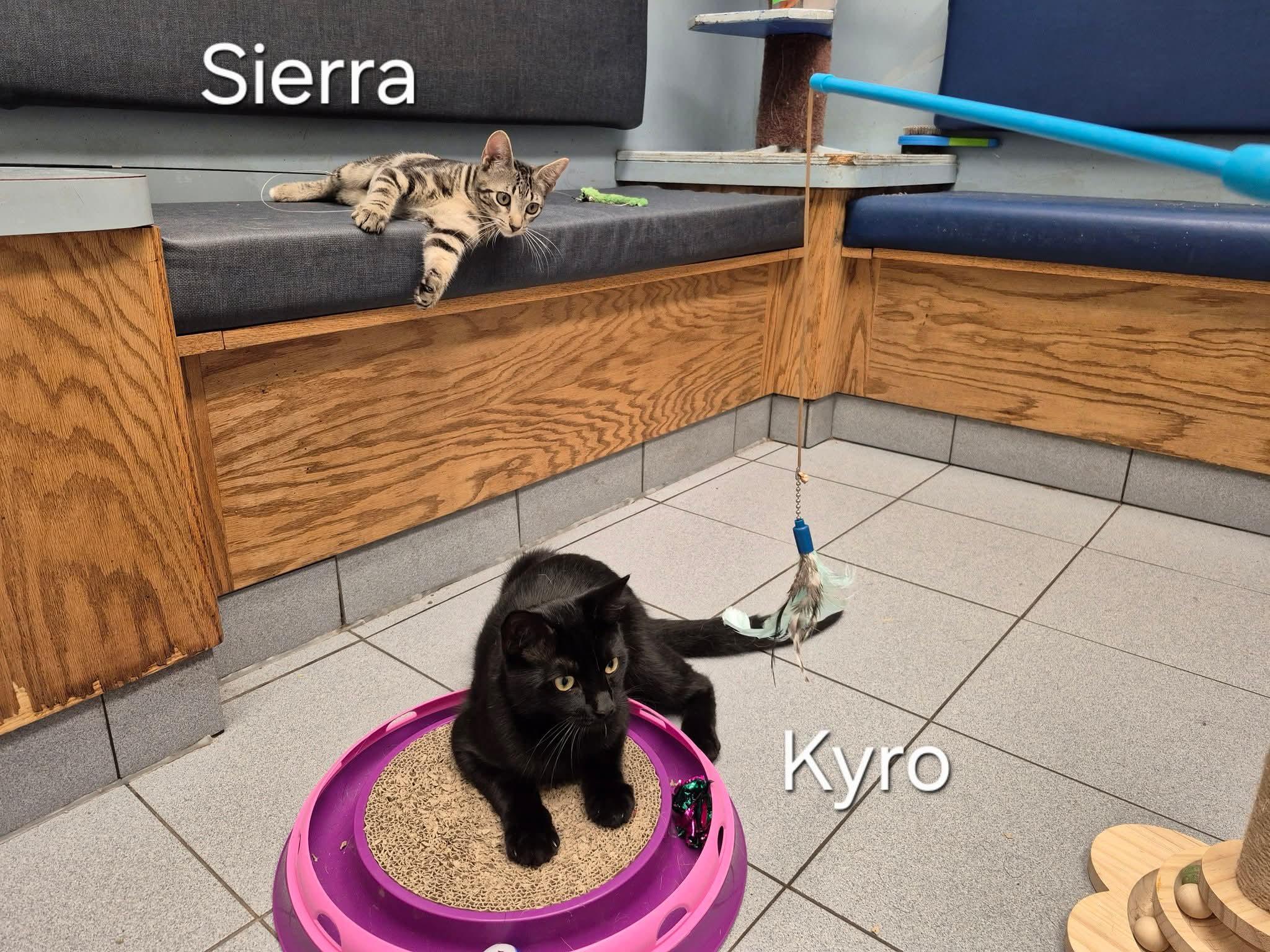 Kyro, a ADOPTABLE Domestic Short Hair in Buffalo, NY image 4/4