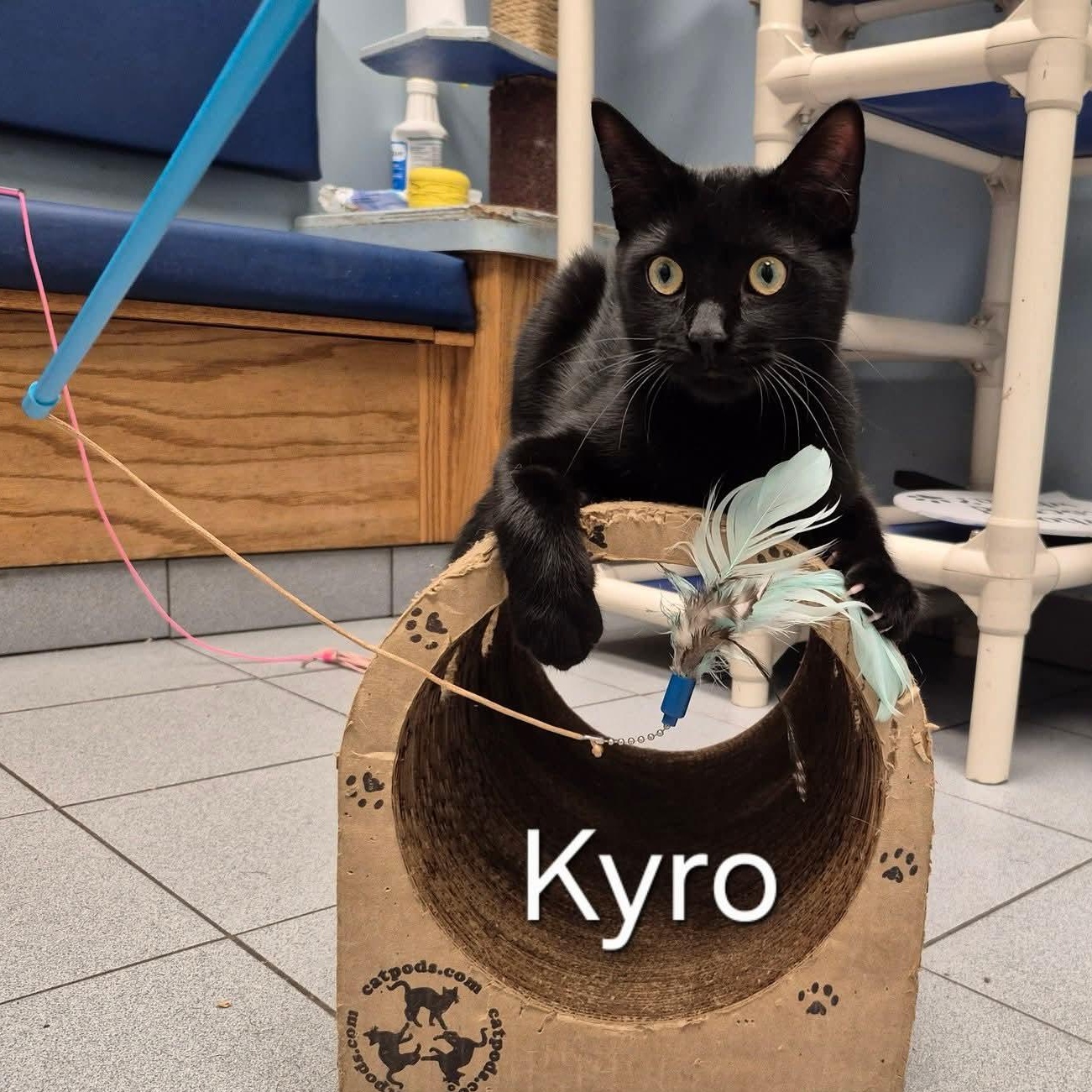 Kyro, a ADOPTABLE Domestic Short Hair in Buffalo, NY image 1/4