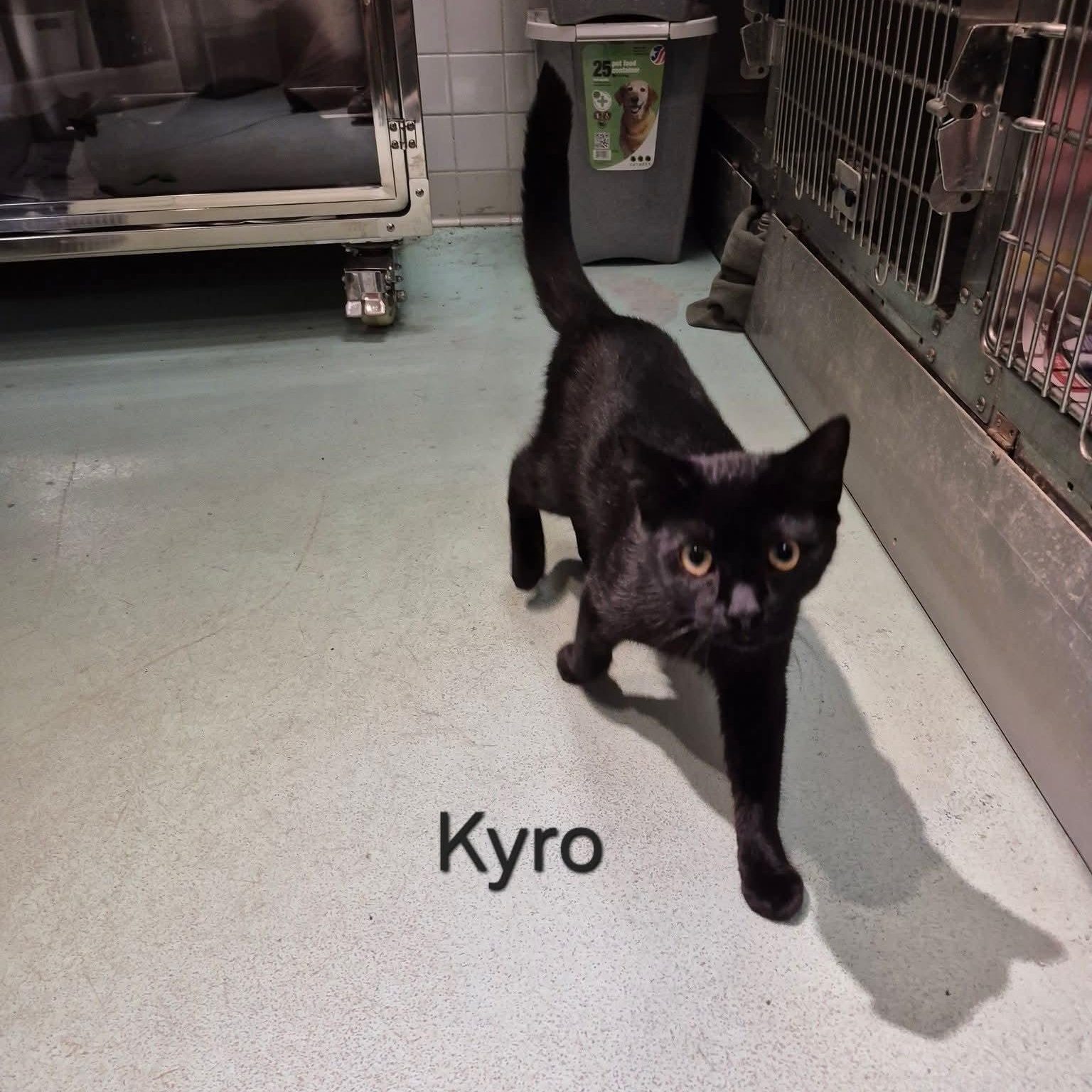 Kyro, a ADOPTABLE Domestic Short Hair in Buffalo, NY image 2/4