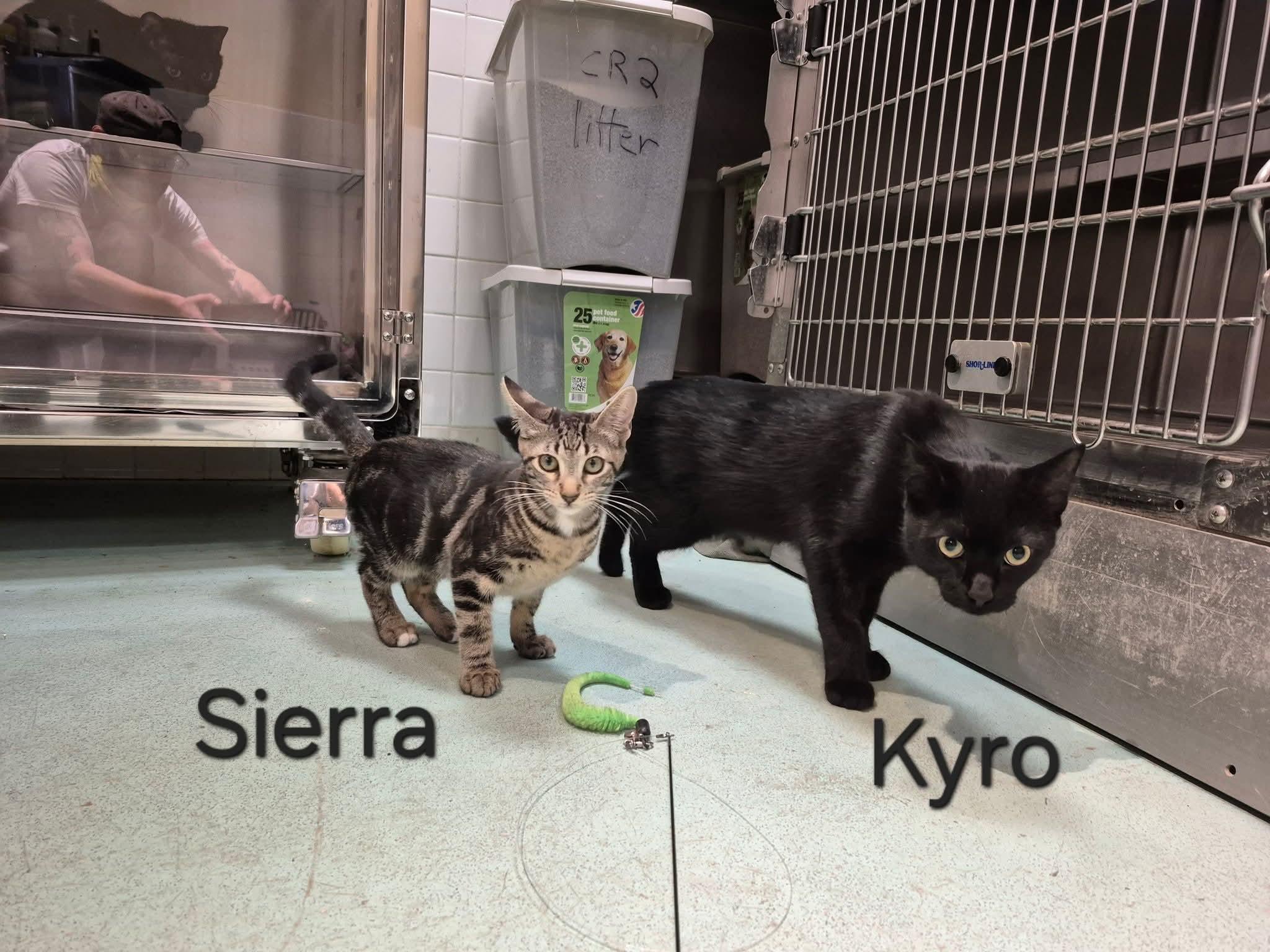 Kyro, a ADOPTABLE Domestic Short Hair in Buffalo, NY image 3/4