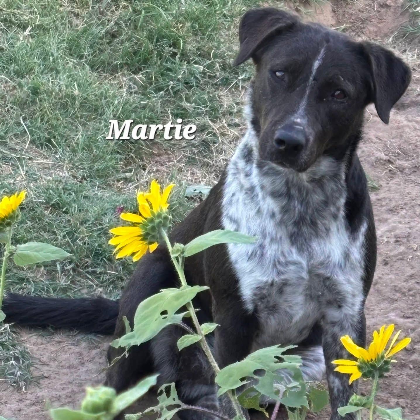Martie, a ADOPTABLE mixed breed in Mingus, TX image 1/2