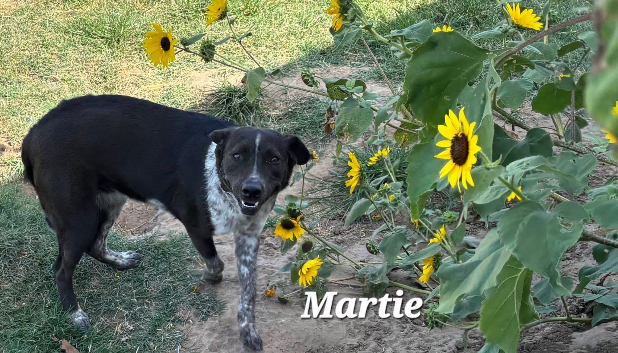 Martie, a ADOPTABLE mixed breed in Mingus, TX image 2/2