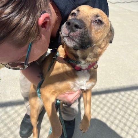 Enlarge Ella May, a Adoptable mixed breed in Ashland, VA image 2/5