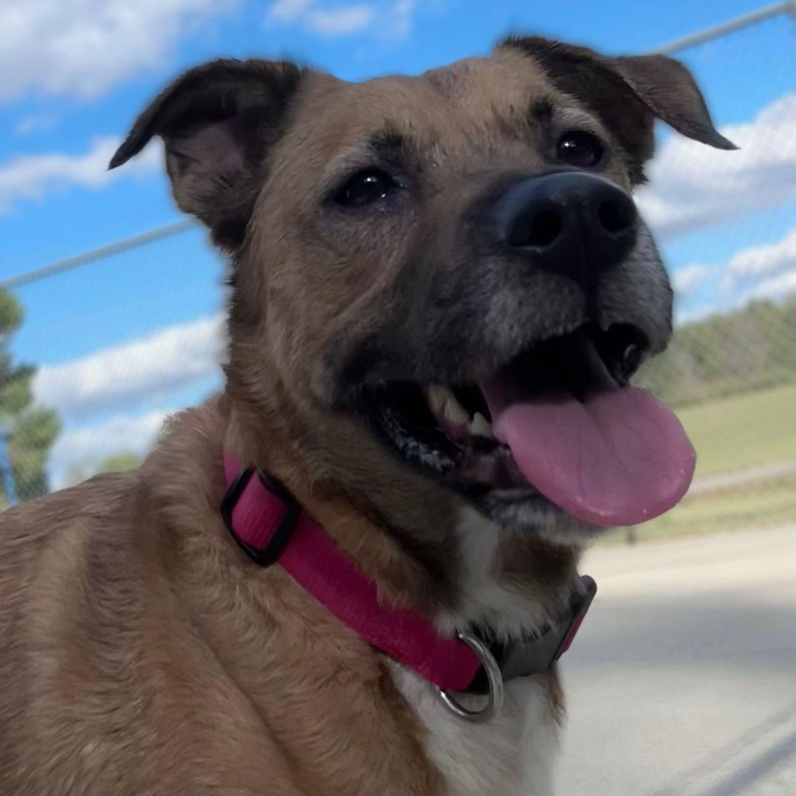 Enlarge Ella May, a Adoptable mixed breed in Ashland, VA image 1/5