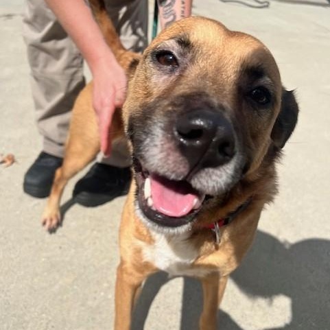 Enlarge Ella May, a Adoptable mixed breed in Ashland, VA image 3/5