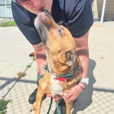 Enlarge Ella May, a Adoptable mixed breed in Ashland, VA image 4/5