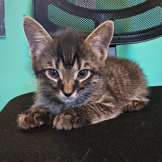 Roo, Baby Male Tabby