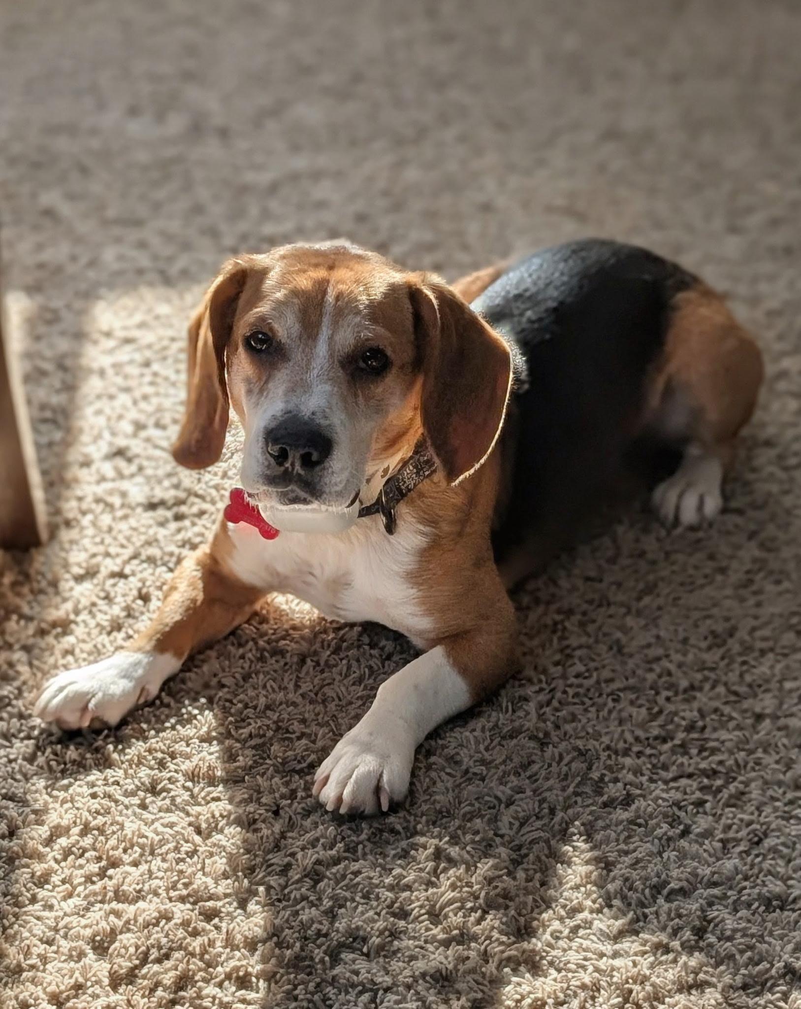 Enlarge Starsky , a ADOPTABLE Beagle in Succasunna, NJ image 2/6