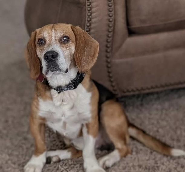 Enlarge Starsky , a ADOPTABLE Beagle in Succasunna, NJ image 5/6