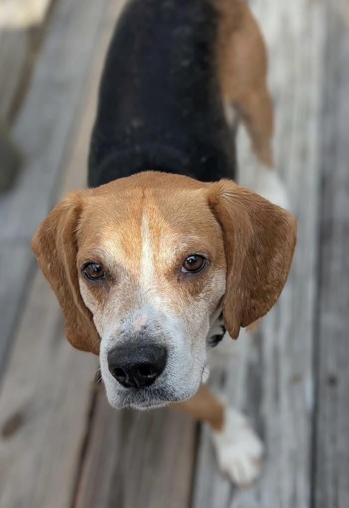 Enlarge Starsky , a ADOPTABLE Beagle in Succasunna, NJ image 3/6
