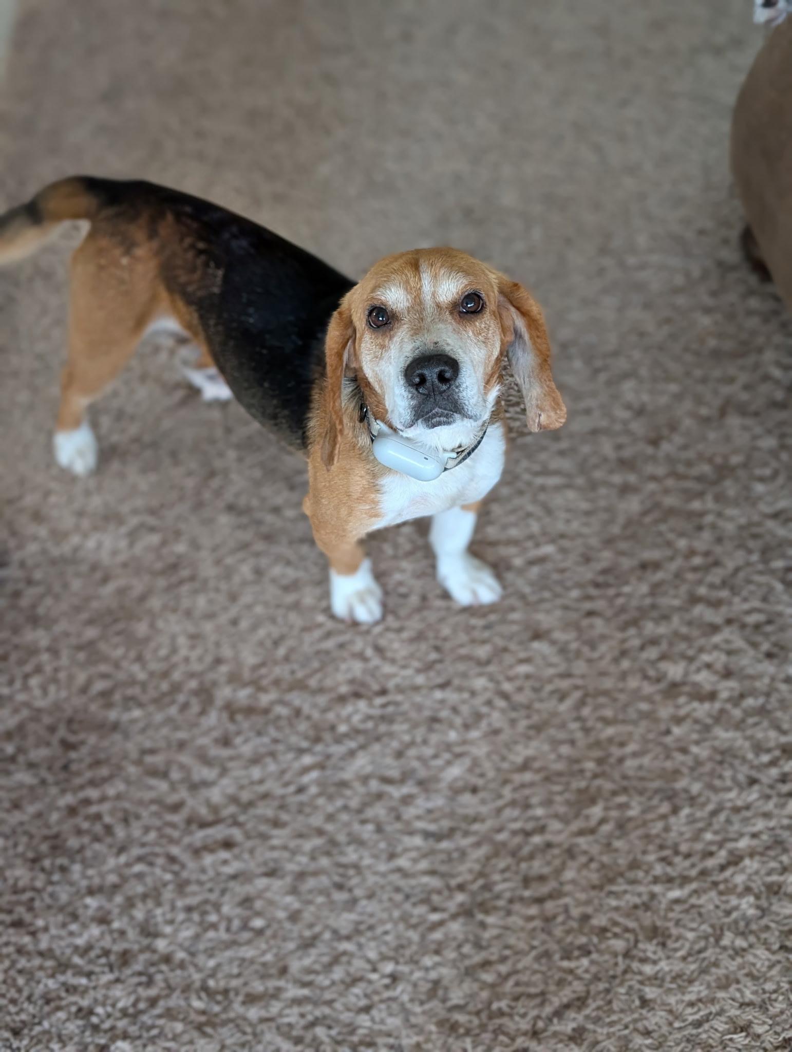 Enlarge Starsky , a ADOPTABLE Beagle in Succasunna, NJ image 6/6
