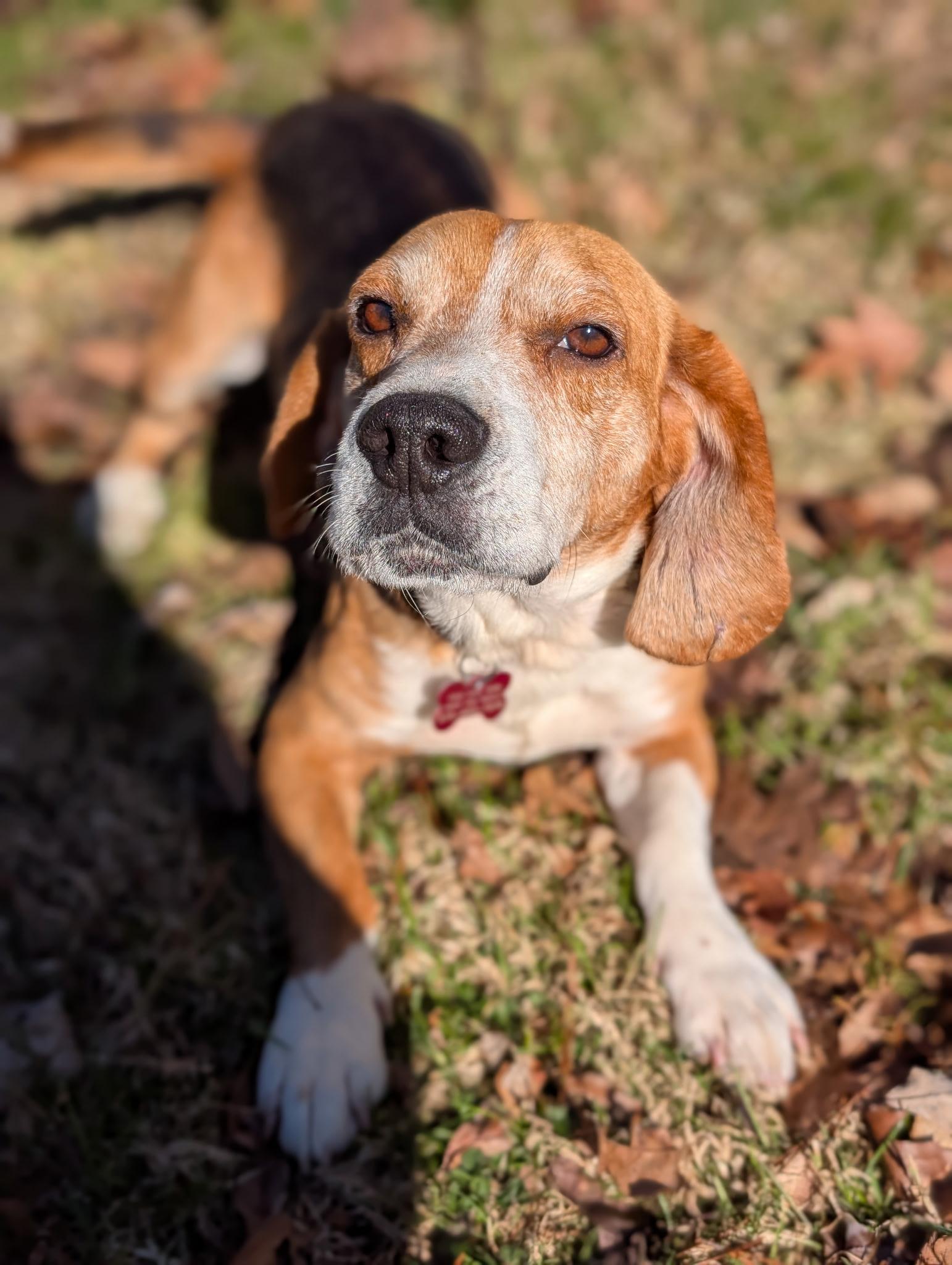 Starsky , ADOPTABLE, Adult Male Beagle.