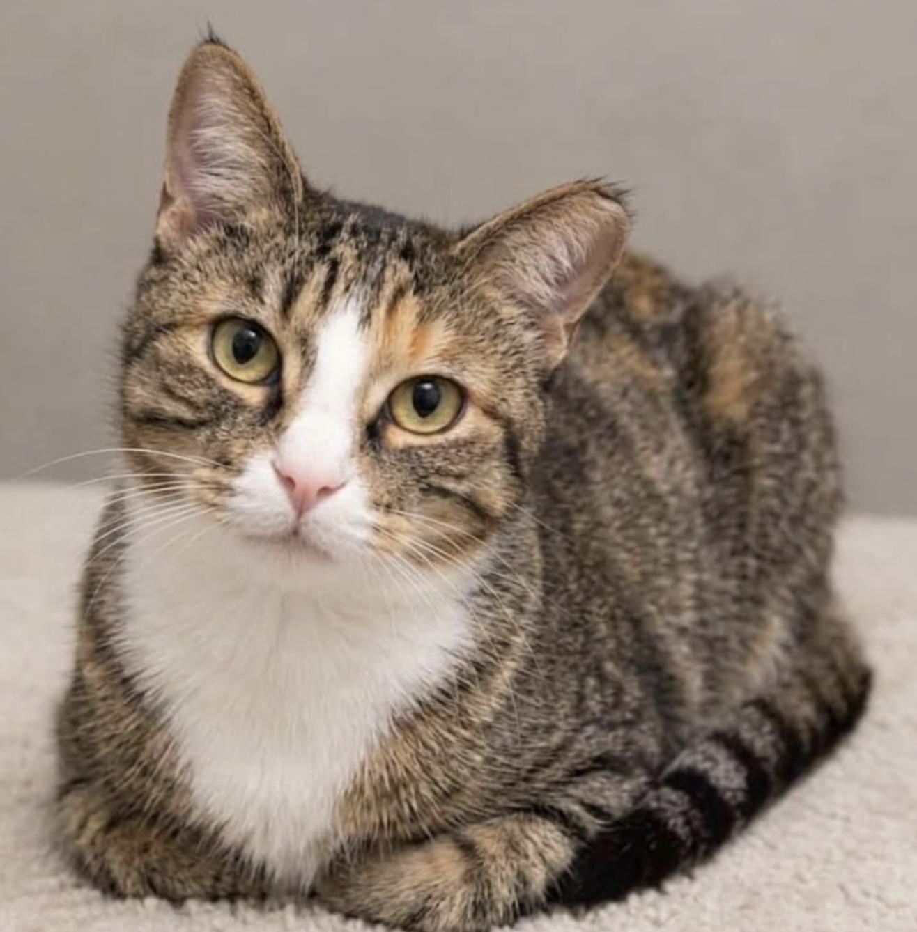 Enlarge Cherry, a Adoptable Tabby in Houston, TX image 2/2