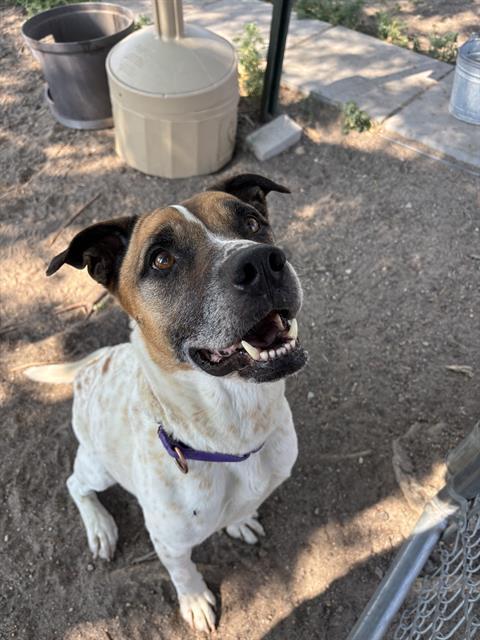 PENNY, Adoptable, Adult Female Australian Cattle Dog / Blue Heeler & Mixed Breed.