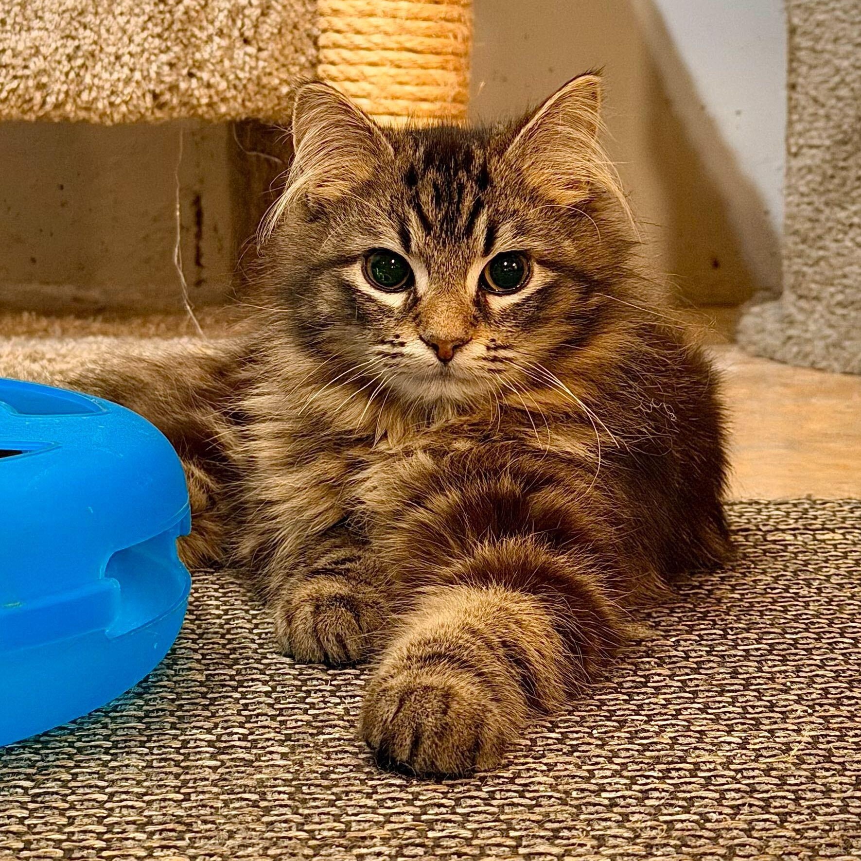 Kendall & Rory, adopted, Kitten Male Domestic Short Hair.