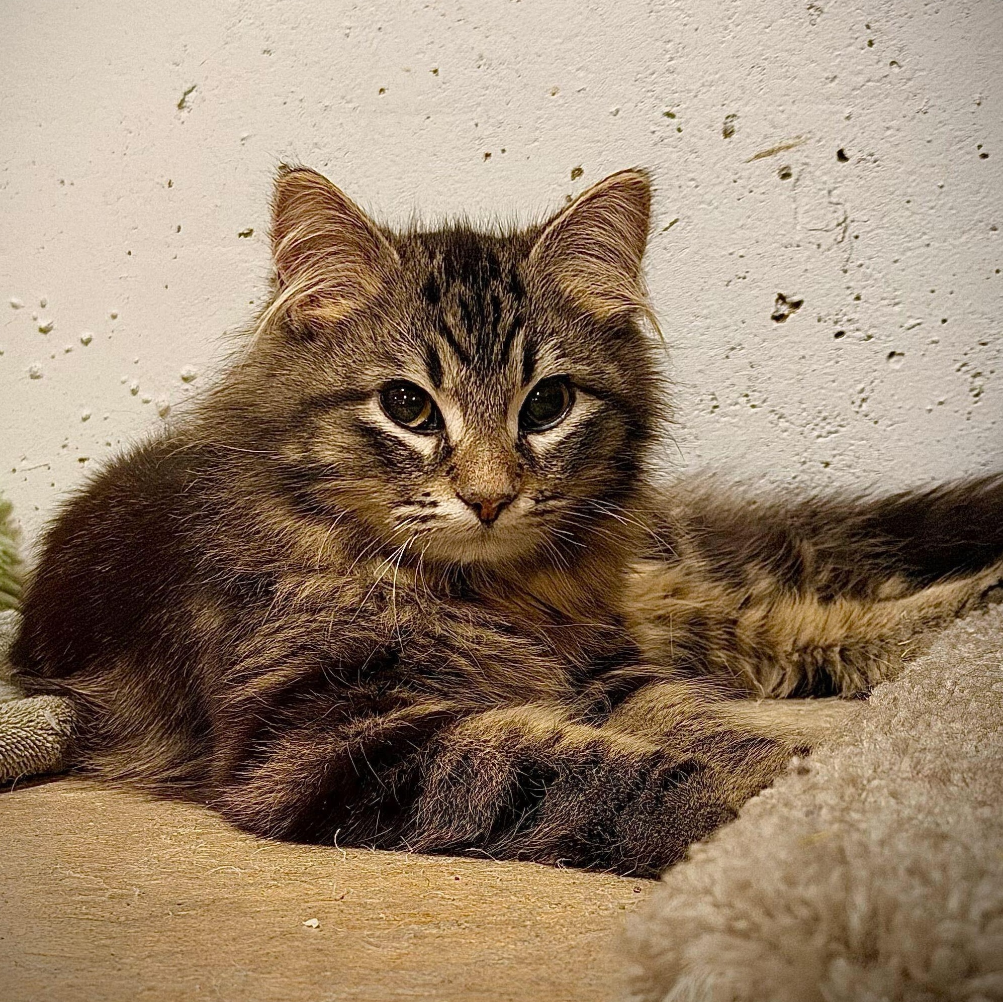 Enlarge Kendall & Rory, an adopted Domestic Short Hair in Waltham, MA image 3/3
