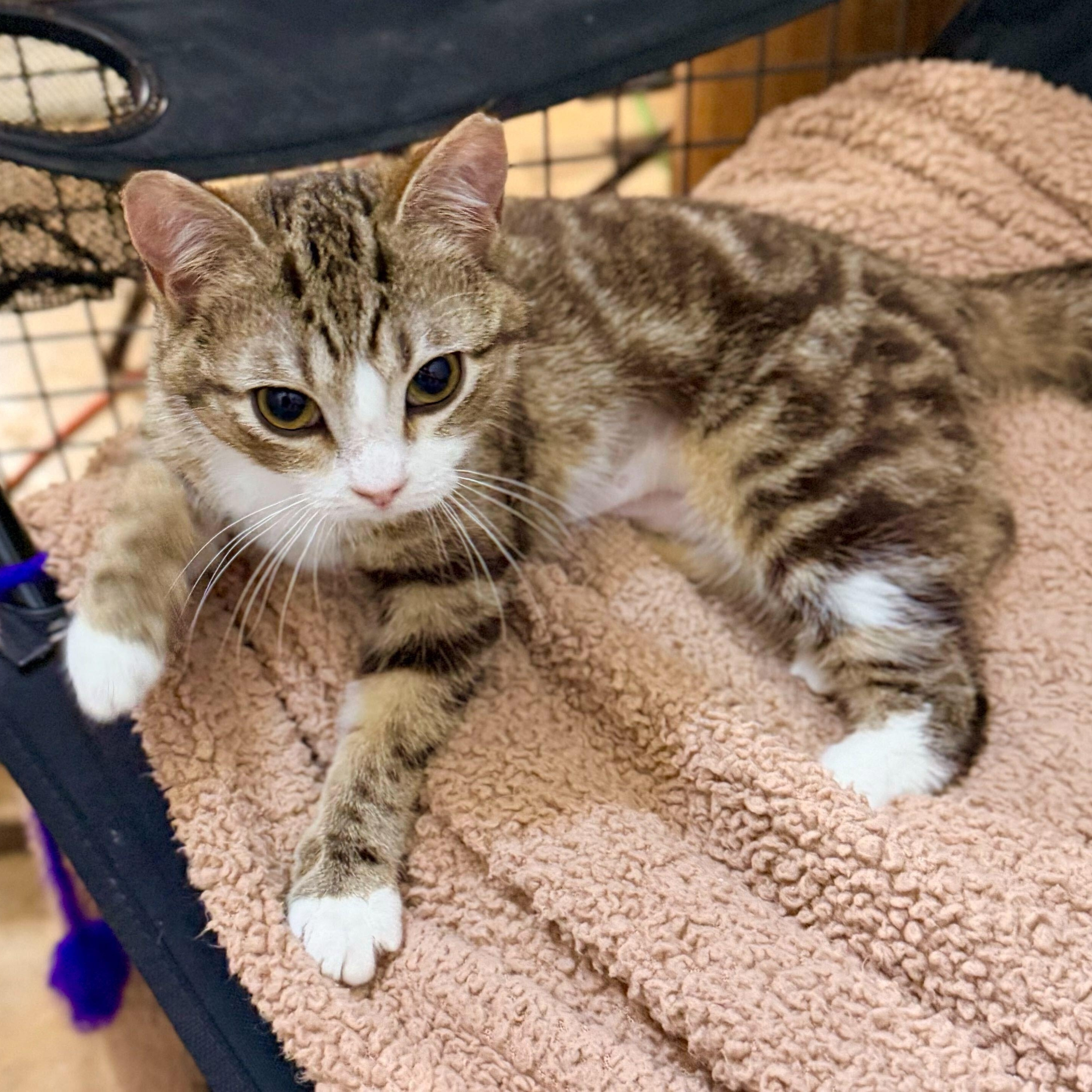 Enlarge Kendall & Rory, an adopted Domestic Short Hair in Waltham, MA image 2/3