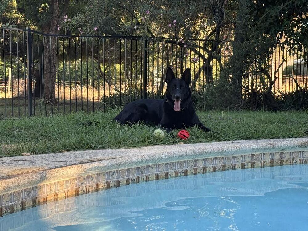 Loki, a Adoptable German Shepherd Dog in Fulton, CA image 2/6