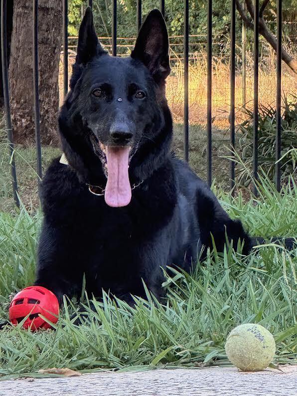 Loki, a Adoptable German Shepherd Dog in Fulton, CA image 3/6