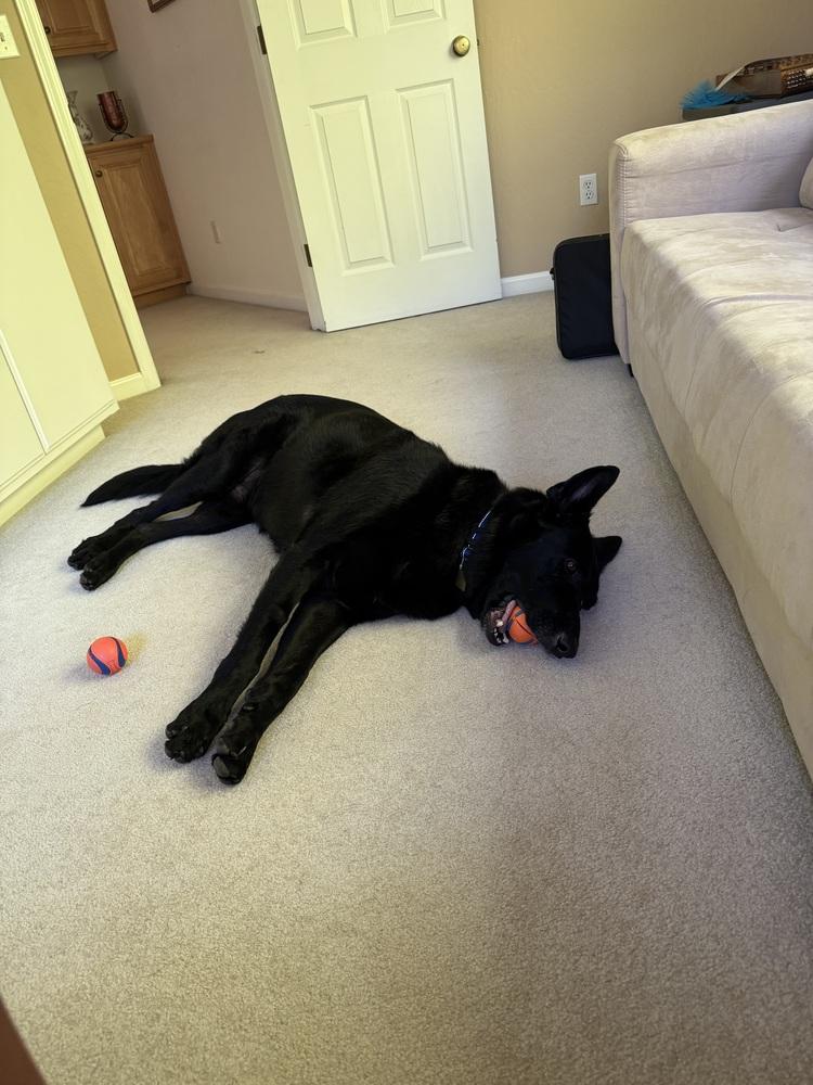 Loki, a Adoptable German Shepherd Dog in Fulton, CA image 4/6