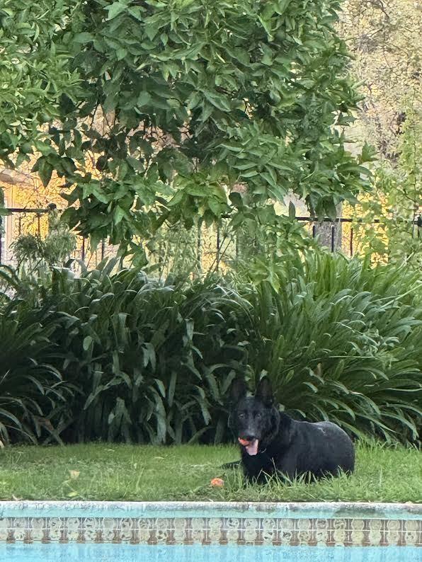 Loki, a Adoptable German Shepherd Dog in Fulton, CA image 5/6