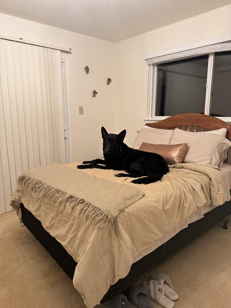 Loki, a Adoptable German Shepherd Dog in Fulton, CA image 6/6