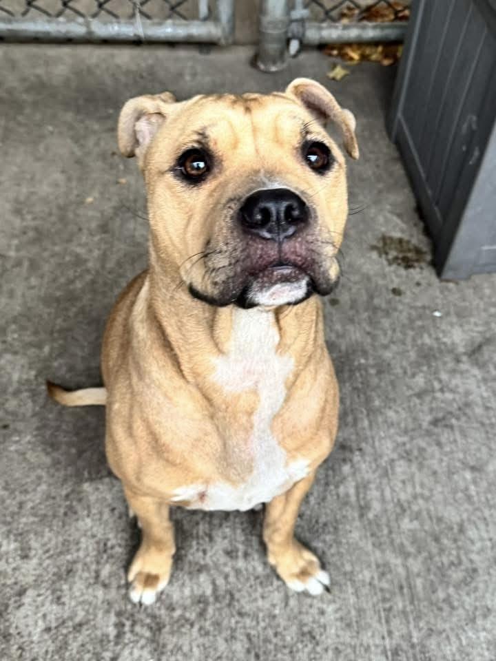 Enlarge Elyse, a ADOPTABLE Pit Bull Terrier in Chicago, IL image 1/3