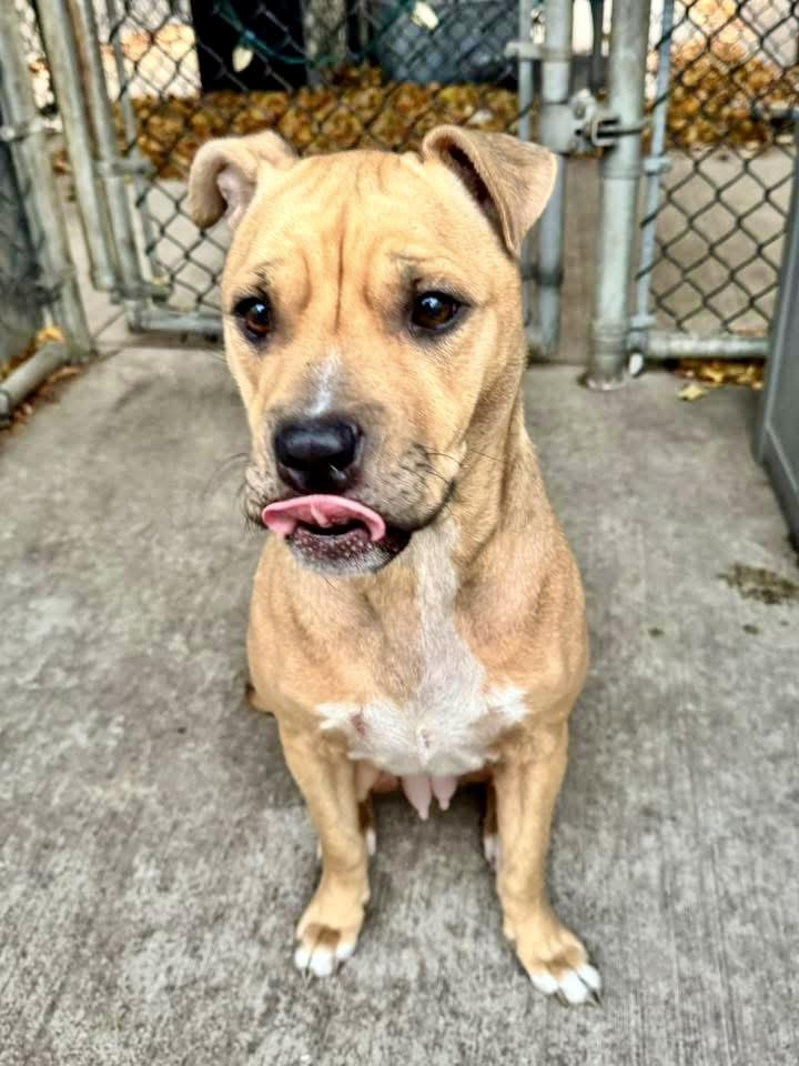 Enlarge Elyse, a ADOPTABLE Pit Bull Terrier in Chicago, IL image 2/3