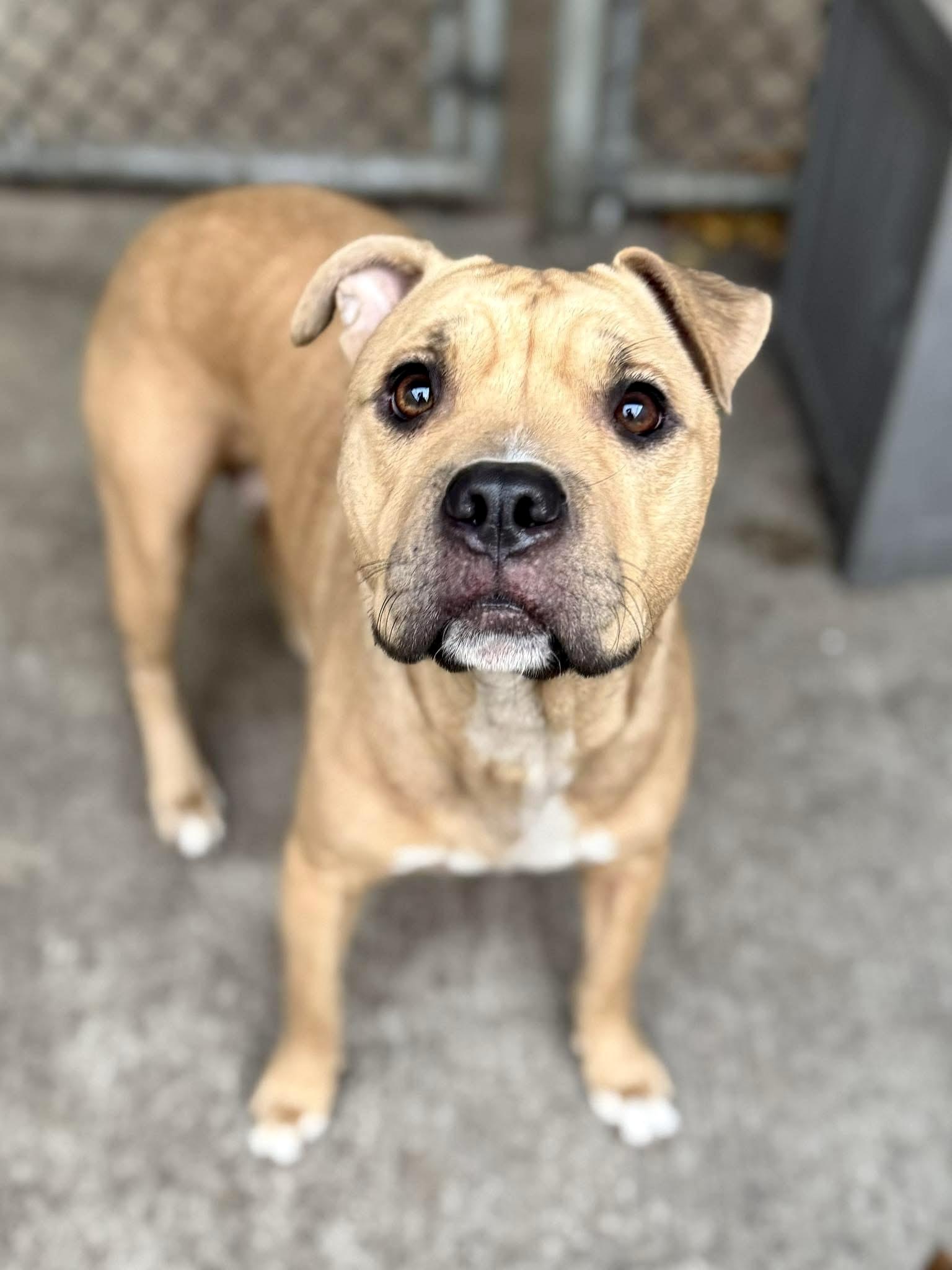 Enlarge Elyse, a ADOPTABLE Pit Bull Terrier in Chicago, IL image 3/3