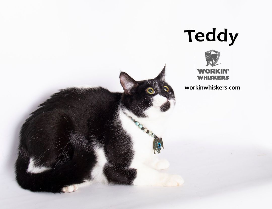 Enlarge TEDDY, a Adoptable mixed breed in HEMET, CA image 1/6
