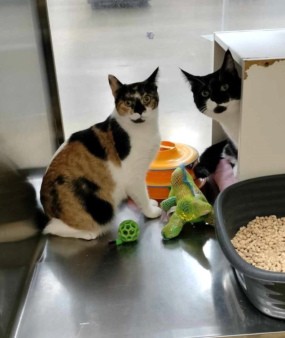 Enlarge TEDDY, a Adoptable mixed breed in HEMET, CA image 3/6