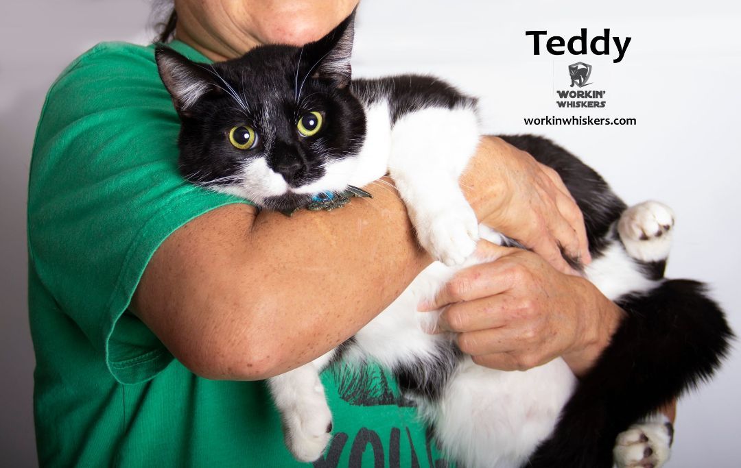 Enlarge TEDDY, a Adoptable mixed breed in HEMET, CA image 4/6