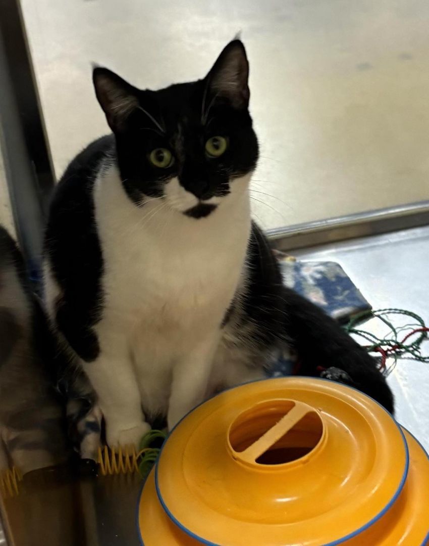 Enlarge TEDDY, a Adoptable mixed breed in HEMET, CA image 5/6