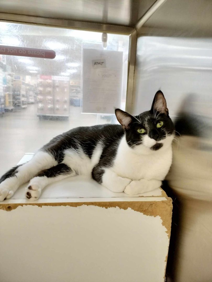 Enlarge TEDDY, a Adoptable mixed breed in HEMET, CA image 6/6