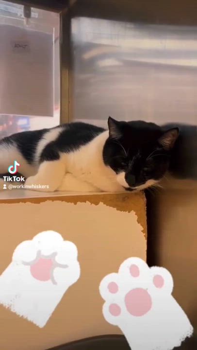 Enlarge TEDDY, a Adoptable mixed breed in HEMET, CA video 2/6